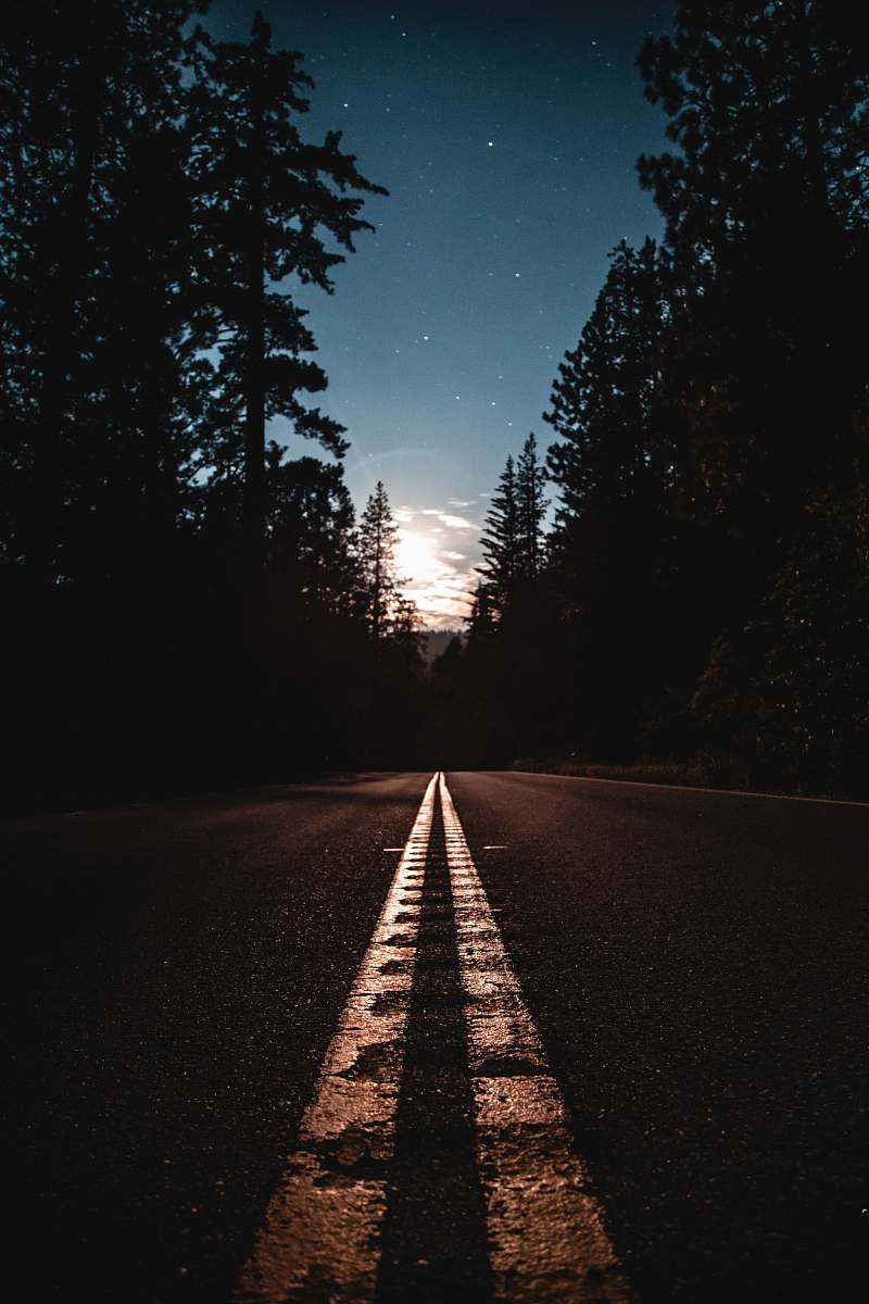 road asphalt road between pine trees asphalt